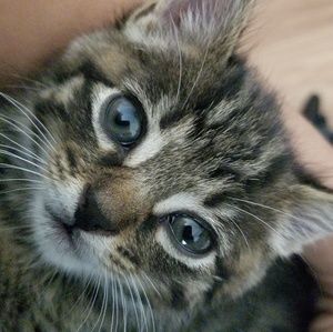 Meet your Posher, Jimmi